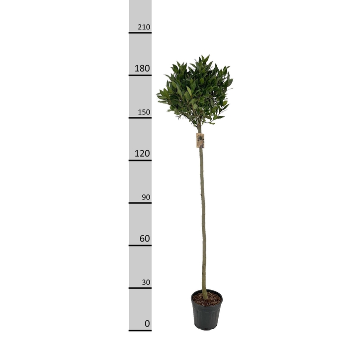 <h4>!! PROMO !! LAURUS NOBILIS P25 190CM</h4>
