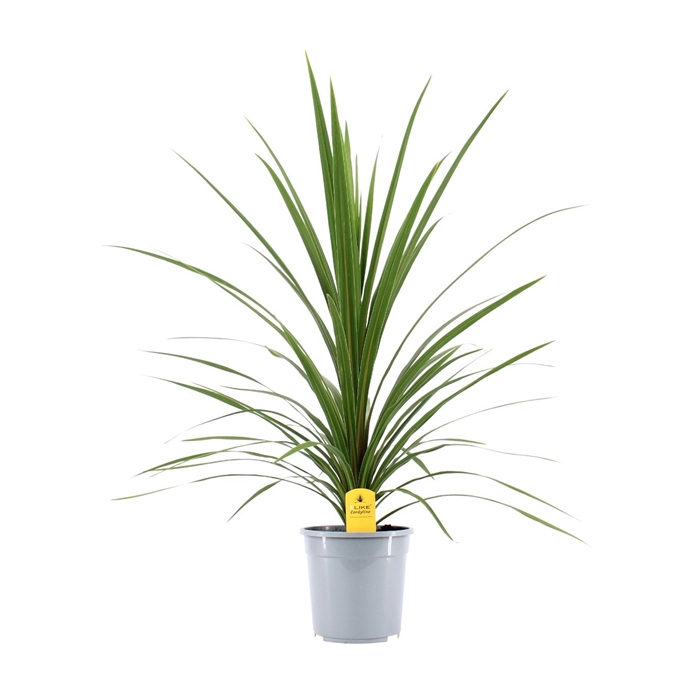 <h4>Cordyline Australis Verde - 24cm</h4>