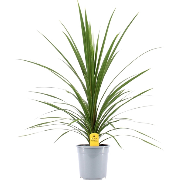 <h4>Cordyline Australis Verde - 24cm</h4>