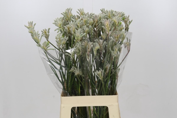 <h4>Anigozanthos Bush Diamond</h4>