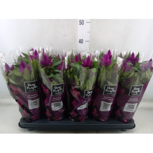 Celosia arg. SP 'Deep Purple'