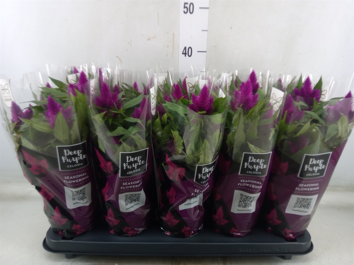 <h4>Celosia arg. SP 'Deep Purple'</h4>