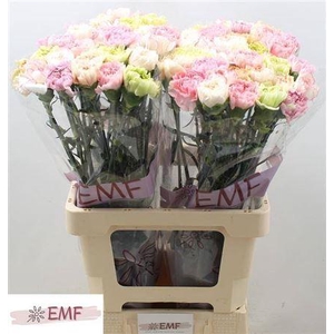 Di St Gemengd In Bos