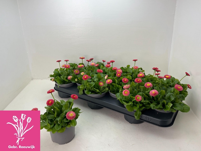 <h4>BELLIS P KL RU ROSE</h4>