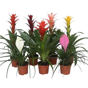 Bromelia gemengd