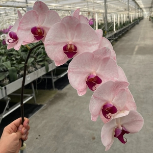 Phalaenopsis Coloured Purple