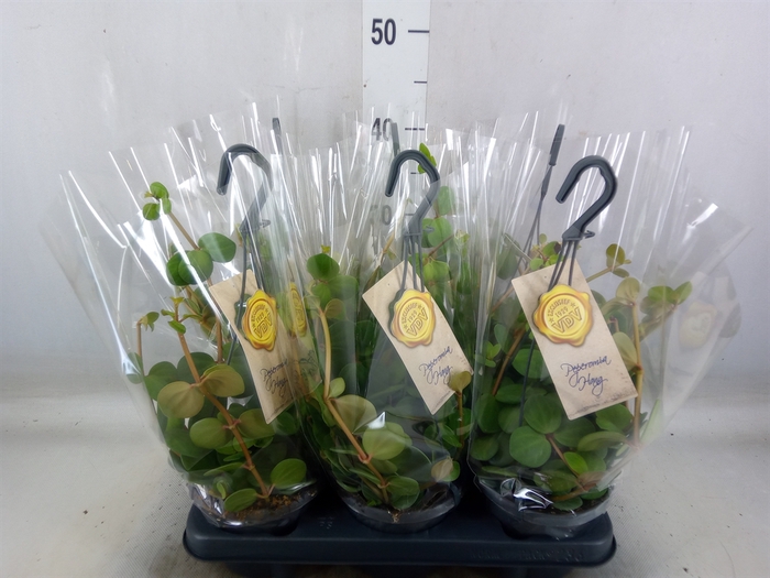 <h4>Peperomia tetraphylla 'Hope'</h4>