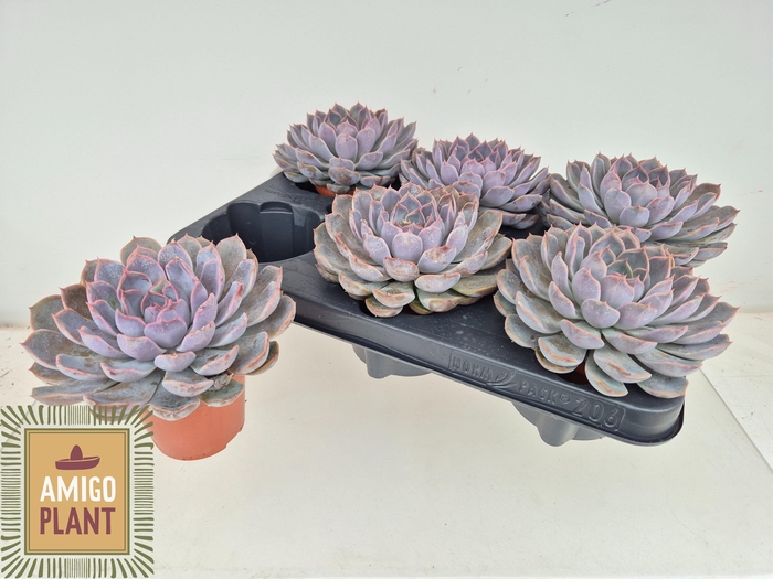 <h4>ECHEV SUMMER</h4>