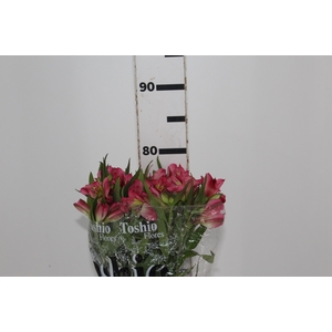 ALSTROEMERIA ALYNA 080 CM