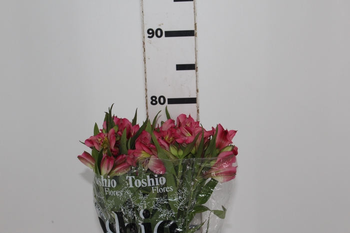 <h4>ALSTROEMERIA ALYNA 080 CM</h4>