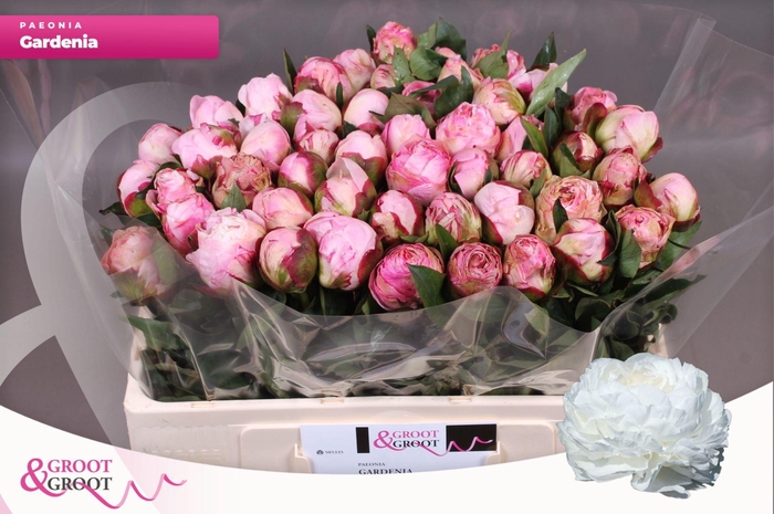 <h4>Paeonia Gardenia | Heavy Quality</h4>
