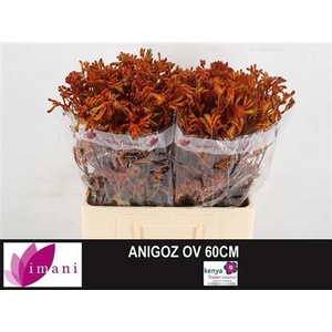 Anigoz Ov Orange