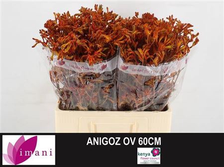 <h4>Anigoz Ov Orange</h4>