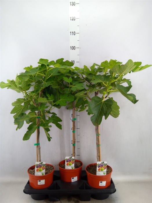 <h4>Ficus carica</h4>