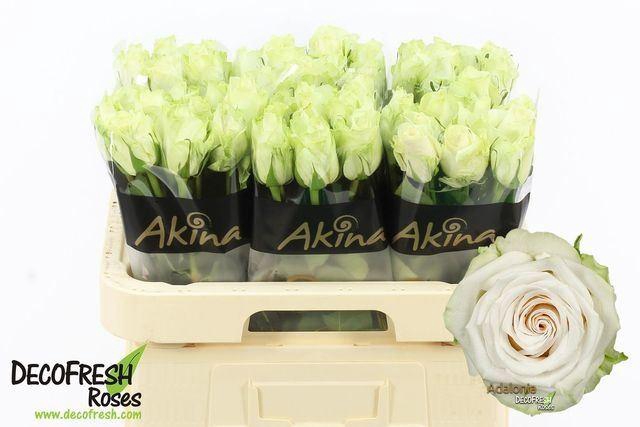 <h4>ROSA GR 'ADALONIA'</h4>