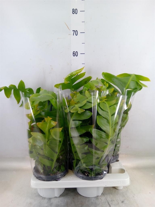 <h4>Epiphyllum   ...</h4>