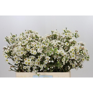 Chamelaucium Rhiannon