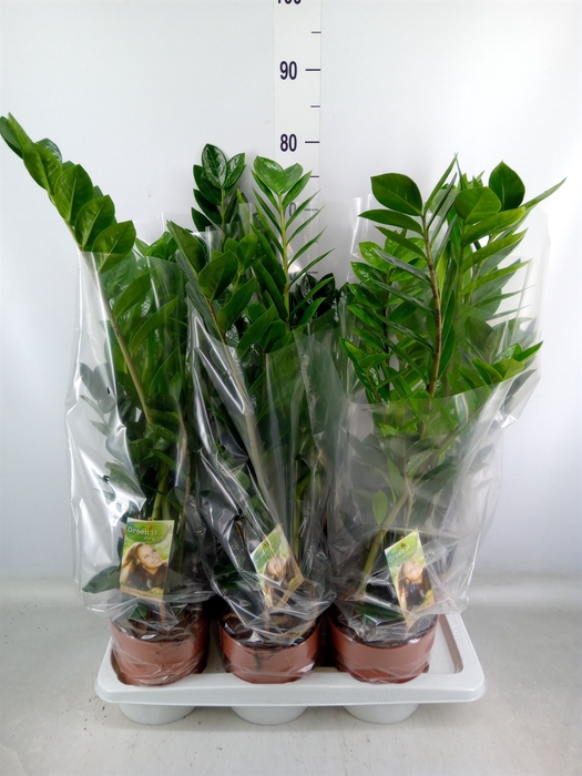 <h4>Zamioculcas zamiifolia</h4>