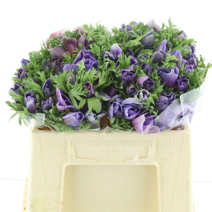<h4>Anem Mistral Sr Blue Extra</h4>