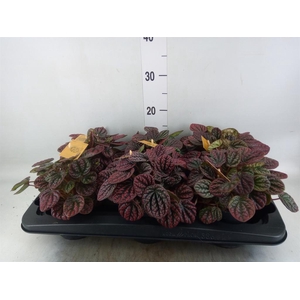Peperomia
