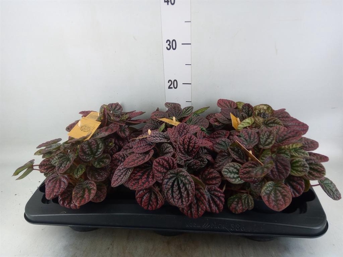 <h4>Peperomia</h4>