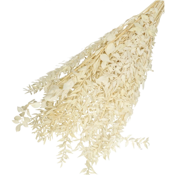 <h4>Droogbloem Ruscus 65cm 110g</h4>