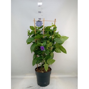 Thunbergia battiscombei