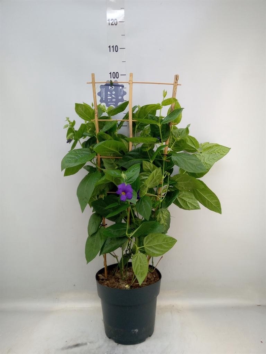 <h4>Thunbergia battiscombei</h4>