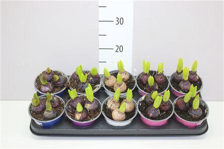 <h4>Hyacinthus Gemengd 3pp Colourpot</h4>