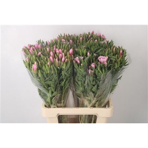 CLARKIA AM GR PINK