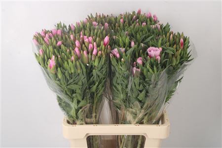 <h4>CLARKIA AM GR PINK</h4>