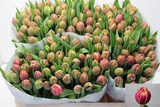 <h4>TU DU COLUMBUS</h4>