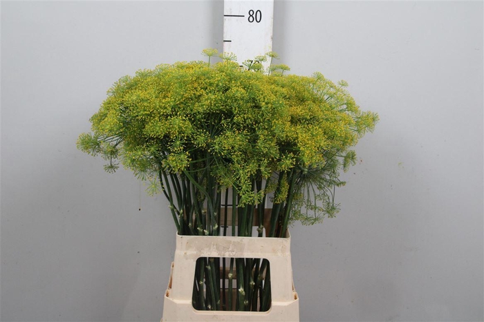 <h4>Anet Graveolens</h4>