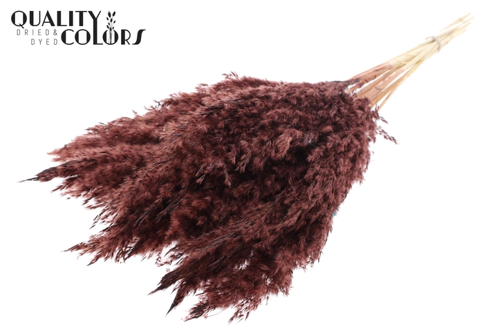 <h4>Pampas Grass 70cm 10st/bunch Bleached Brown</h4>