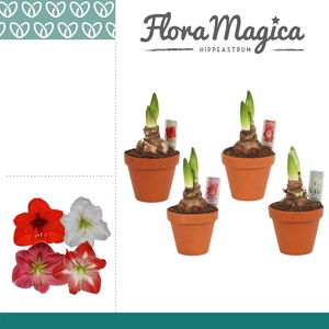 Amaryllis Mix 2 Knop Terracotta Steen OP