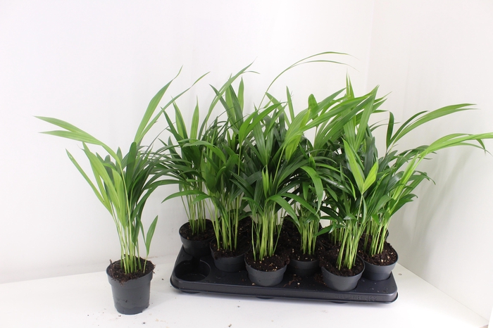 <h4>DYPSIS LUTESCENS</h4>