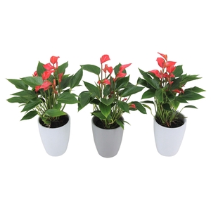 Anthurium XL.113 Trillions Red 9cm met keramiek