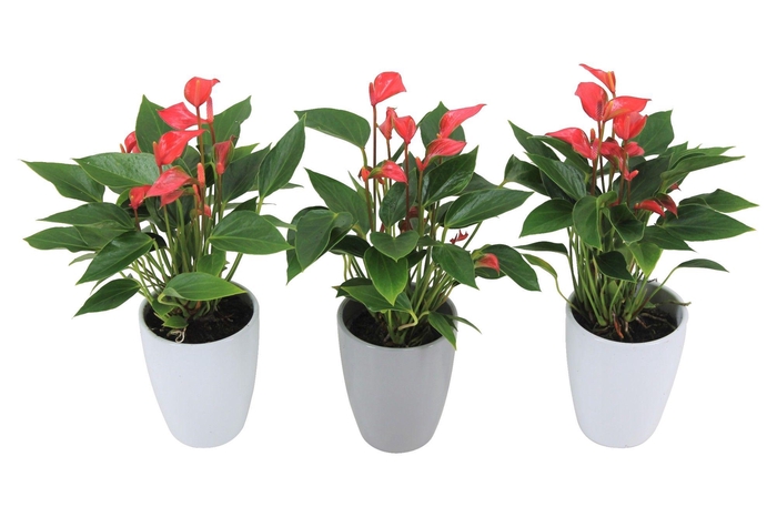 <h4>Anthurium XL.113 Trillions Red 9cm met keramiek</h4>