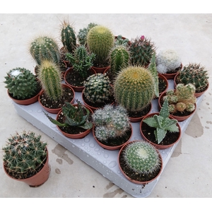 CACTUS GEM
