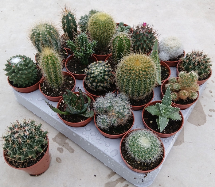 <h4>CACTUS GEM</h4>