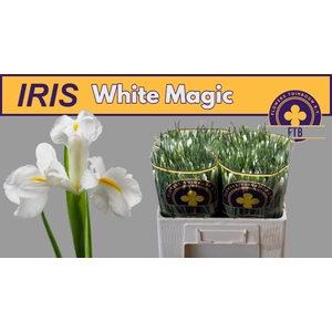 IRIS WHITE MAGIC