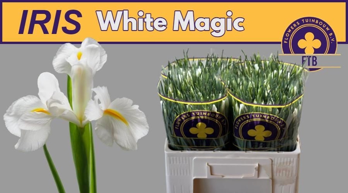 <h4>IRIS WHITE MAGIC</h4>