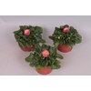 Bellis perennis Rose