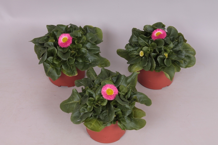 Bellis perennis Rose