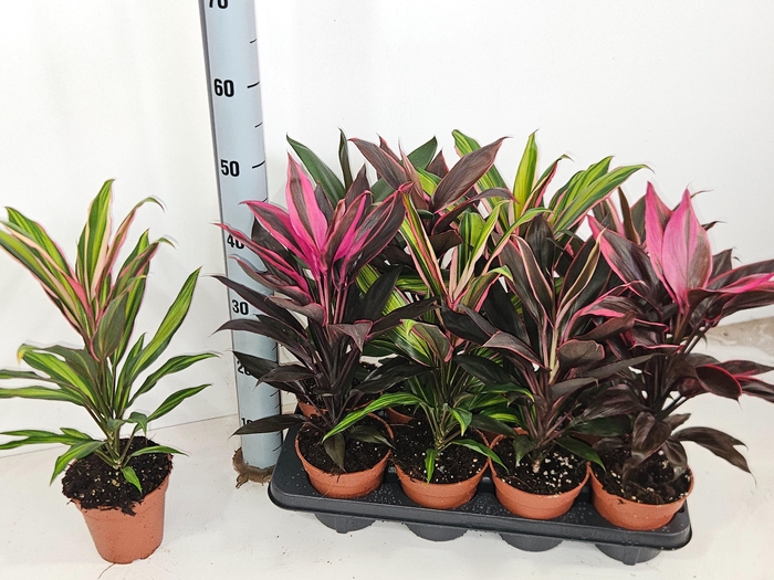 <h4>CORD OV GEM</h4>