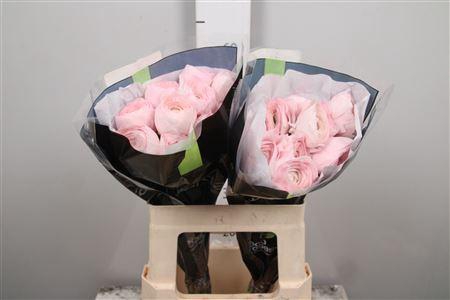 <h4>Ran Su Lady</h4>