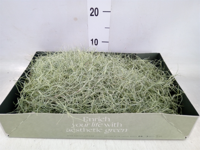 <h4>Tillandsia usneoides</h4>