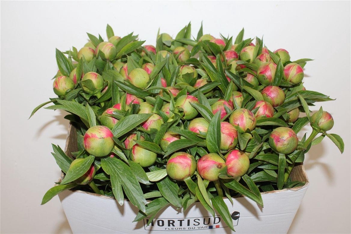 <h4>Paeo L Coral Charm</h4>