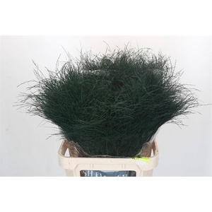 ASP VIRG (TREE FERN)