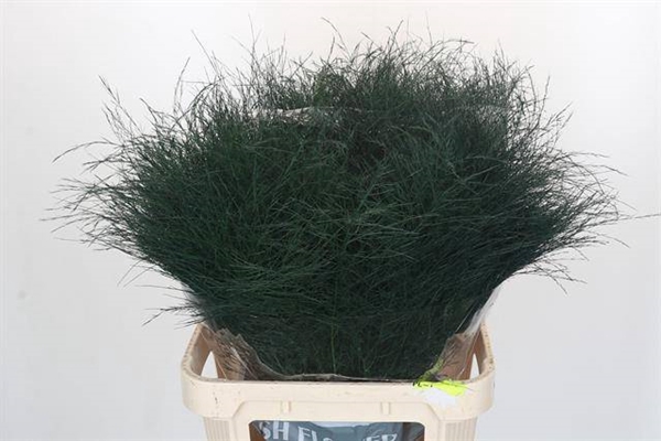 <h4>ASP VIRG (TREE FERN)</h4>
